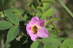 bee enjoying a wild rose at garlic goodness in red deer county ab