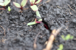 beets emerging at garlic goodness growing natural garlic, seasonal vegetables and raising sustainable highland beef in red deer county ab