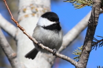 black capped chickadee at garlic goodness growing natural garlic, seasonal vegetables and raising sustainable highland beef in red deer county ab