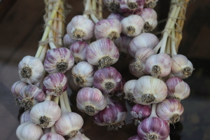 garlic braids at garlic goodness growing natural garlic, seasonal vegetables and raising highland beef in red deer county ab