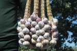 garlic braids from garlic goodness growing garlic near innisfail alberta