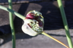 bulbils at garlic goodness growing natural garlic, seasonal vegetables and raising sustainable highland beef in red deer county ab