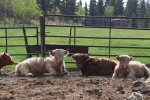 feeder calves at garlic goodness growing and selling natural garlic, seasonal vegetables and raising sustainable grass-fed beef in red deer county ab