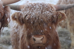 highland cow in the snow at garlic goodness growing natural garlic, seasonal vegetables and raising sustainable highland beef in red deer county ab