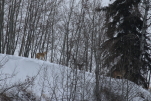 coyotes on red deer river at garlic goodness innisfail ab