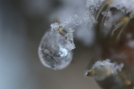 ice drop at garlic goodness growing natural garlic and seasonal vegetables near innisfail ab