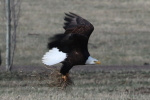 bald eagle at garlic goodness growing natural garlic, seasonal vegetables and raising sustainable highland beef in red deer county ab
