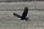 bald eagle at garlic goodness growing natural garlic, seasonal vegetables and raising sustainable highland beef in red deer county ab
