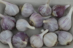 garlic at garlic goodness growing and selling natural garlic, seasonal vegetables and raising sustainable highland beef in red deer county ab