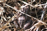 frog at garlic goodness growing natural garlic, seasonal vegetables and raising sustainable highland beef in red deer county ab