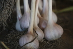 garlic hanging in the barn at garlic goodness growing and selling natural garlic, seasonal vegetables and sustainable, grass-fed beef in red deer county, ab