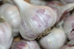 garlic at garlic goodness growing and selling natural garlic, seasonal vegetables and sustainable, grass-fed beef in red deer county, ab
