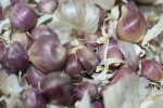 bulbils at garlic goodness growing natural garlic and seasonal vegetables near innisfail, ab