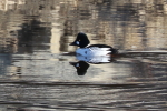 common goldeneye at garlic goodness growing natural garlic, seasonal vegetables and raising sustainable highland beef in red deer county ab