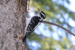 hairy woodpecker at garlic goodness growing natural garlic, seasonal vegetables and raising sustainable highland beef in red deer county ab