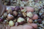 Handful of german red bulbils at garlic goodness growing natural garlic and seasonal vegetables near innisfail ab