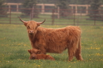 highland cow-calf pair at garlic goodness growing natural garlic and seasonal vegetables near innisfail ab