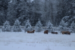 Scottish Highland cattle enjoying winter at garlic goodness in red deer county ab