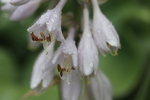 hosta blossoms at garlic goodness near innisfail ab