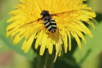 hoverfly at garlic goodness growing natural garlic, seasonal vegetables and raising sustainable highland beef in red deer county ab