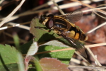 hoverfly at garlic goodness growing and selling natural garlic, seasonal vegetables and sustainable, grass-fed beef in red deer county, ab