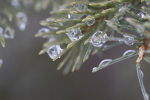 ice on a spruce tip at garlic goodness growing natural garlic, seasonal vegetables and raising sustainable highland beef in red deer county ab