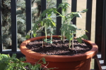 tomato planter at garlic goodness