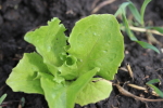 iceberg lettuce at garlic goodness growing natural garlic, seasonal vegetables and raising sustainable highland beef in red deer county ab