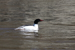 male merganser at garlic goodness growing natural garlic, seasonal vegetables and raising sustainable highland beef in red deer county ab