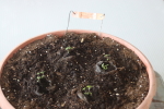 mint in a newspaper pot at garlic goodness growing seasonal vegetables, transplants and garlic near innisfail ab