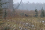 moose at garlic goodness growing natural garlic and seasonal vegetables in red deer county ab