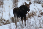 moose at garlic goodness near innisfail ab