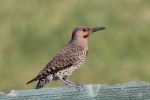 northern flicker at garlic goodness growing natural garlic, seasonal vegetables and raising sustainable highland beef in red deer county ab
