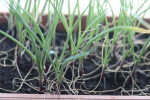 onion seedlings at garlic goodness growing and selling natural garlic, seasonal vegetables and sustainable, grass-fed beef in red deer county, ab
