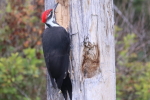 pilleated woodpecker at garlic goodness growing natural garlic, seasonal vegetables and raising sustainable highland beef in red deer county ab