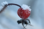 snow on the rosehips at garlic goodness in red deer county ab