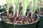 ruby ring onion transplants in march at garlic goodness growing natural garlic, seasonal vegetables and raising sustainable highland beef in red deer county ab