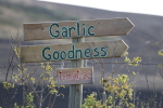 garlic goodness growing natural garlic in red deer county ab