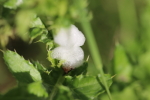 foam on a thistle at garlic goodness growing natural garlic, seasonal vegetables and raising sustainable highland beef in red deer county ab