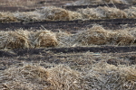 straw on the garlic patch at garlic goodness growing natural garlic, seasonal vegetables and raising sustainable highland beef in red deer county ab