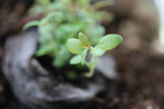 thyme seedling at garlic goodness growing natural garlic, seasonal vegetables and raising sustainable highland beef in red deer county ab