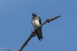 tree swallow at garlic goodness growing natural garlic, seasonal vegetables and raising sustainable highland beef in red deer county ab