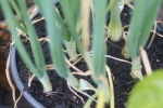 trekker onions at garlic goodness growing natural garlic near innisfail ab