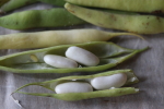 white beans at garlic goodness growing natural garlic and seasonal vegetables outside of innisfail ab