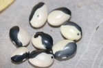 yin and yang beans at garlic goodness growing natural garlic and seasonal vegetables outside of innisfail ab
