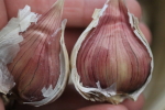 yugoslavian garlic at garlic goodness growing and selling natural garlic, seasonal vegetables and sustainable, grass-fed beef in red deer county, ab