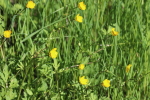 buttercups growing in the woods at garlic goodness growing and selling natural garlic, seasonal vegetables and sustainable, grass-fed beef in red deer county, ab