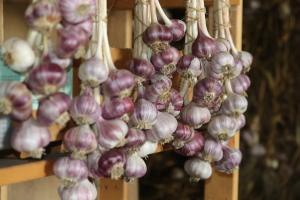 garlic braids at garlic goodness growing and selling natural garlic, seasonal vegetables and sustainable, grass-fed beef in red deer county, ab