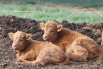 scottish highland calves at garlic goodness growing and selling natural garlic, seasonal vegetables and sustainable, grass-fed beef in red deer county, ab