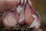 tibetan garlic bulb half at garlic goodness growing and selling natural garlic, seasonal vegetables and sustainable, grass-fed beef in red deer county, ab